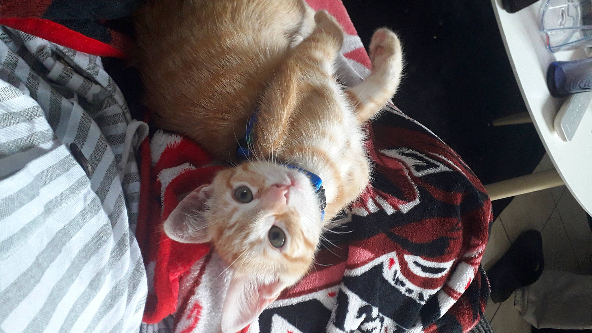 Beerus participe au concours pour gagner de l'argent avec cette photo : canidae, carnivore, comfort, companion_dog, dog, dog_breed, fawn, felidae, fur, mammal, paw, small_to_medium_sized_cats, snout, sporting_group, terrier, textile, toy_dog, vertebrate, whiskers, working_animal