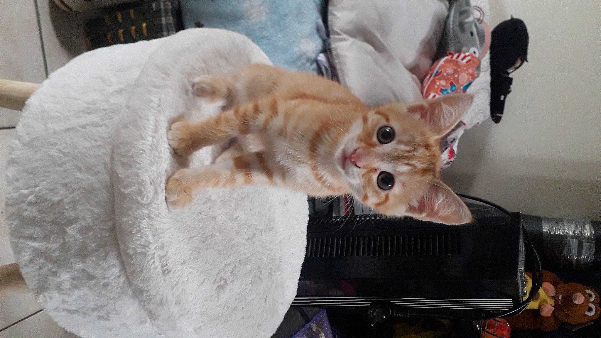 Beerus a rejoint le concours — aidez-le/la à gagner de superbes lots ! canidae, carnivore, cat, claw, comfort, companion_dog, dog_breed, domestic_short_haired_cat, ear, fawn, felidae, fur, gesture, linens, paw, small_to_medium_sized_cats, snout, sporting_group, tail, whiskers