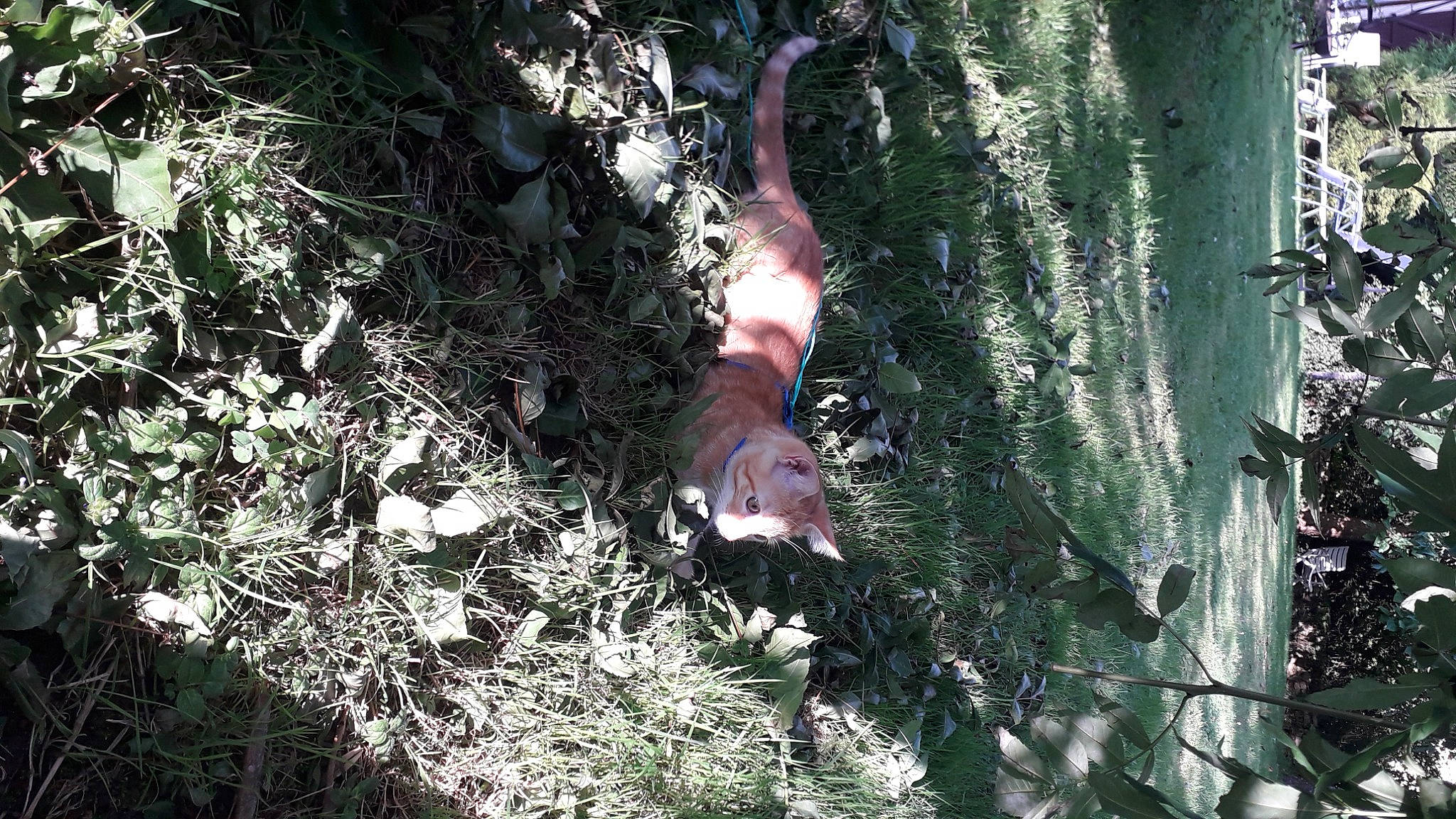 Beerus participe au concours pour gagner de l'argent avec cette photo : branch, carnivore, fawn, foot, forest, grass, human_leg, jungle, northern_hardwood_forest, organism, plant, soil, tail, temperate_broadleaf_and_mixed_forest, terrestrial_animal, tree, trunk, twig, wood, woodland