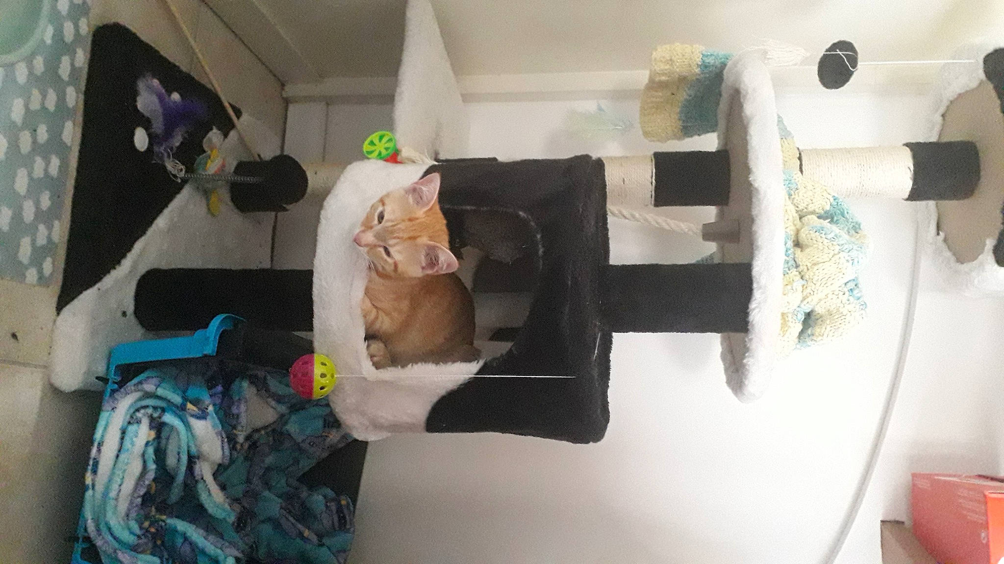 Beerus participe au concours pour gagner de l'argent avec cette photo : art, house, machine, paint, paper, paper_product, plaster, plastic, room, stuffed_toy, teddy_bear, textile, toy, visual_arts, wood