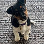 Geordie joined the competition — help win amazing prizes! puppy, dog, pet, collar, bell, carpet, cute, curious, small, black, brown, white, indoor, sitting, fur, animal, pet_accessory, young, adorable, portrait