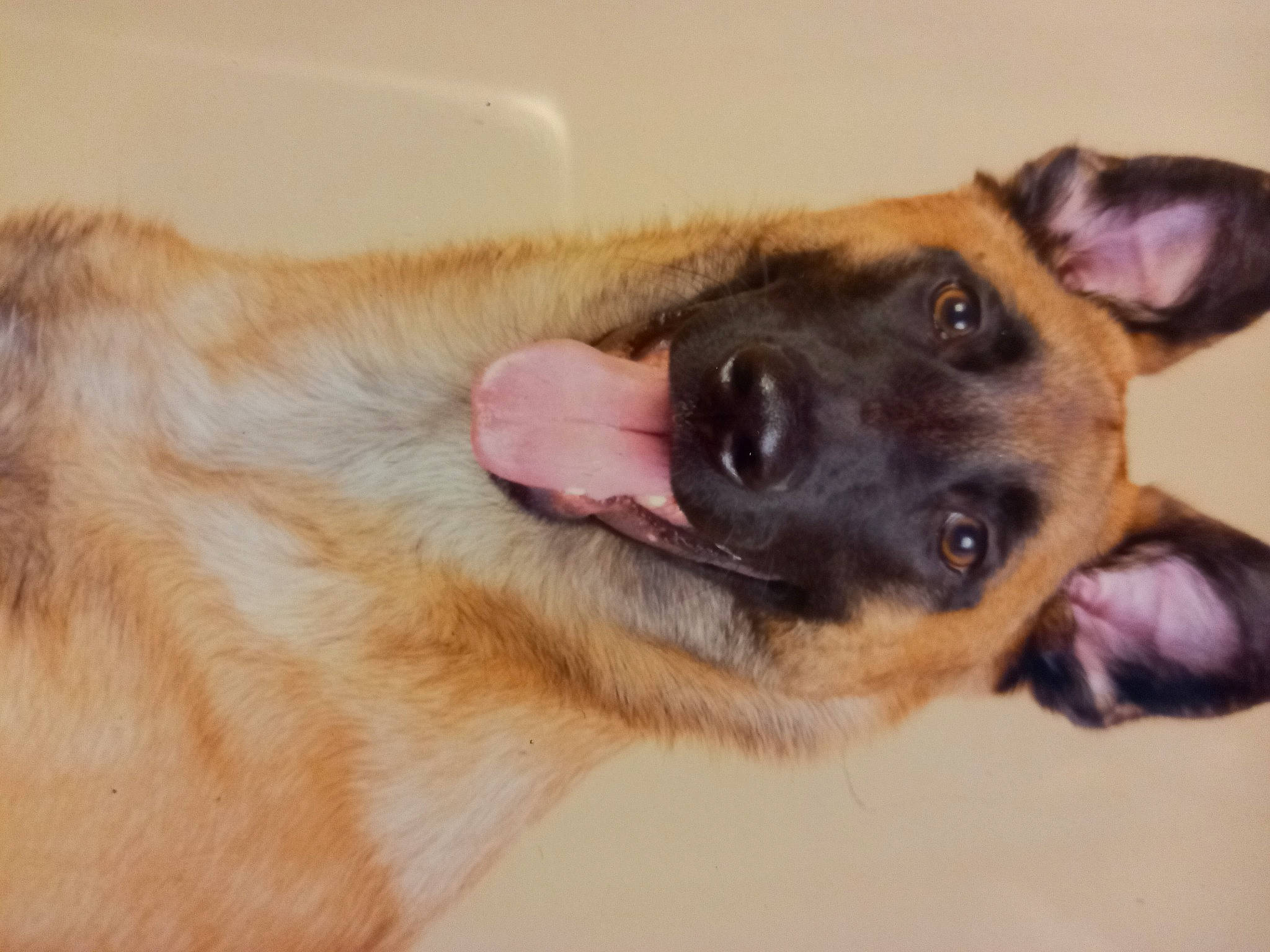 Boy participe au concours pour gagner de l'argent avec cette photo : belgian_shepherd_malinois, canidae, carnivore, companion_dog, dog, dog_breed, ear, east_european_shepherd, fawn, fur, german_shepherd_dog, iris, king_shepherd, old_german_shepherd_dog, paw, snout, sporting_group, whiskers, working_animal, working_dog