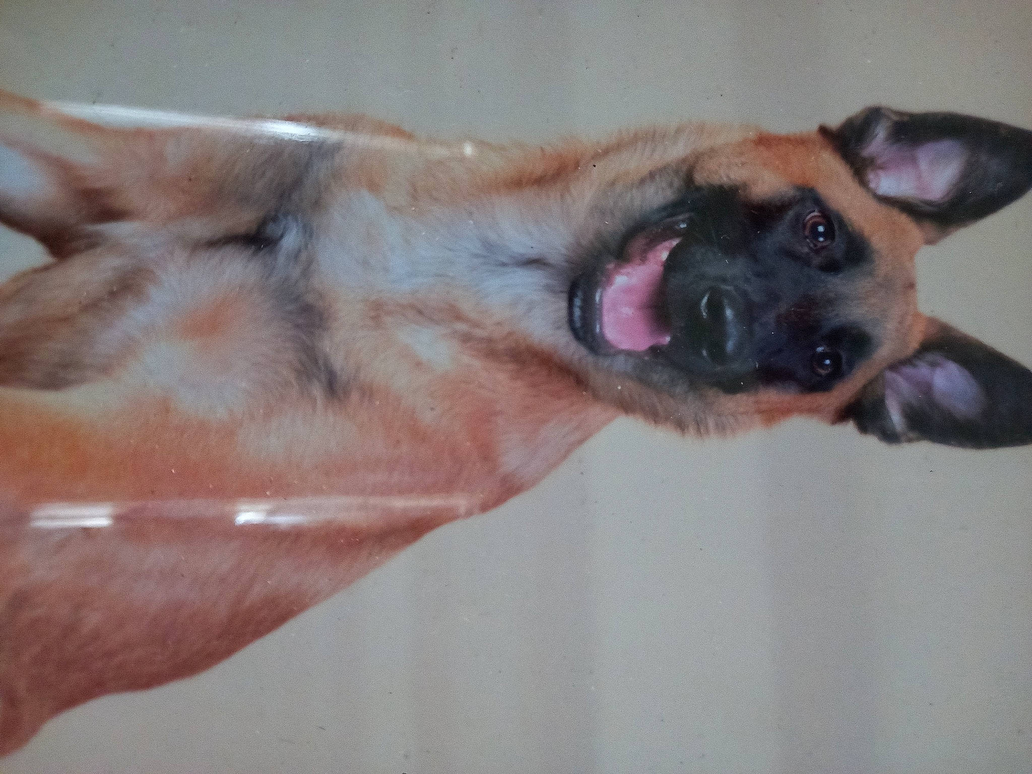 Boy participe au concours pour gagner de l'argent avec cette photo : canidae, carnivore, collar, companion_dog, dog, dog_breed, ear, fawn, foot, fur, german_shepherd_dog, gesture, jaw, paw, snout, sporting_group, terrestrial_animal, whiskers, working_animal, working_dog