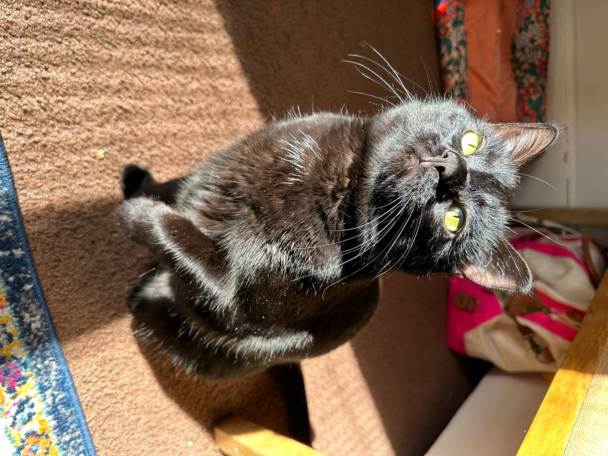 Cordelia joined the competition — help win amazing prizes! black_cat, carnivore, cat, claw, domestic_short_haired_cat, felidae, flooring, fur, paw, plant, small_to_medium_sized_cats, snout, table, tail, terrestrial_animal, whiskers