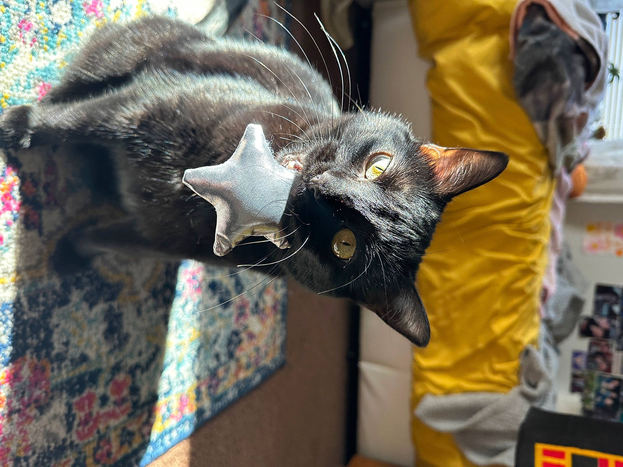 Cordelia joined the competition — help win amazing prizes! art, black_cat, bombay, canidae, carmine, carnivore, cat, claw, costume, domestic_short_haired_cat, event, fashion_accessory, felidae, fur, mammal, sleeve, small_to_medium_sized_cats, snout, tail, whiskers