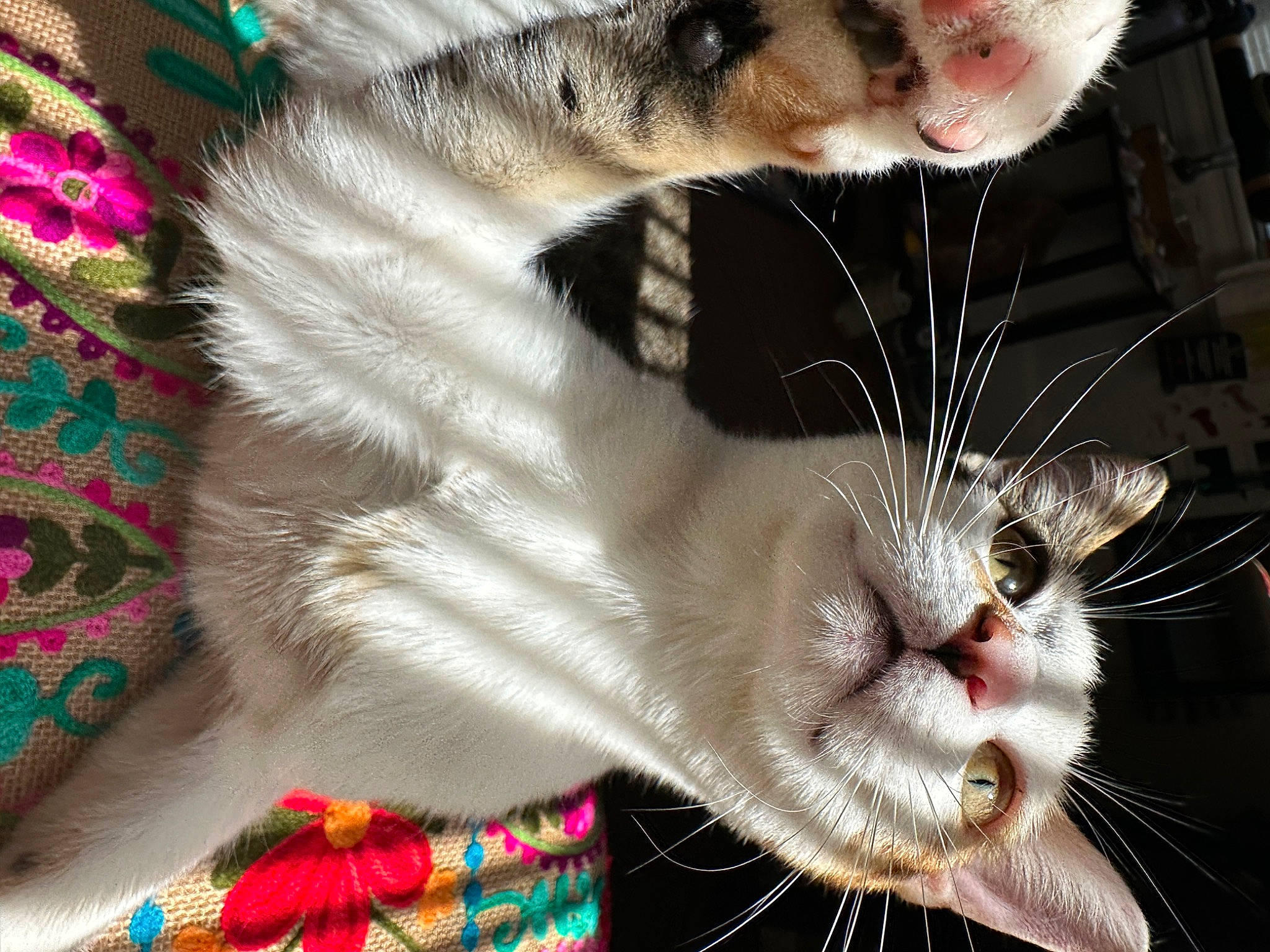 Misty joined the competition — help win amazing prizes! carnivore, cat, claw, close_up, domestic_short_haired_cat, event, eyelash, fang, felidae, fur, pattern, paw, photography, small_to_medium_sized_cats, snout, tail, terrestrial_animal, whiskers, window