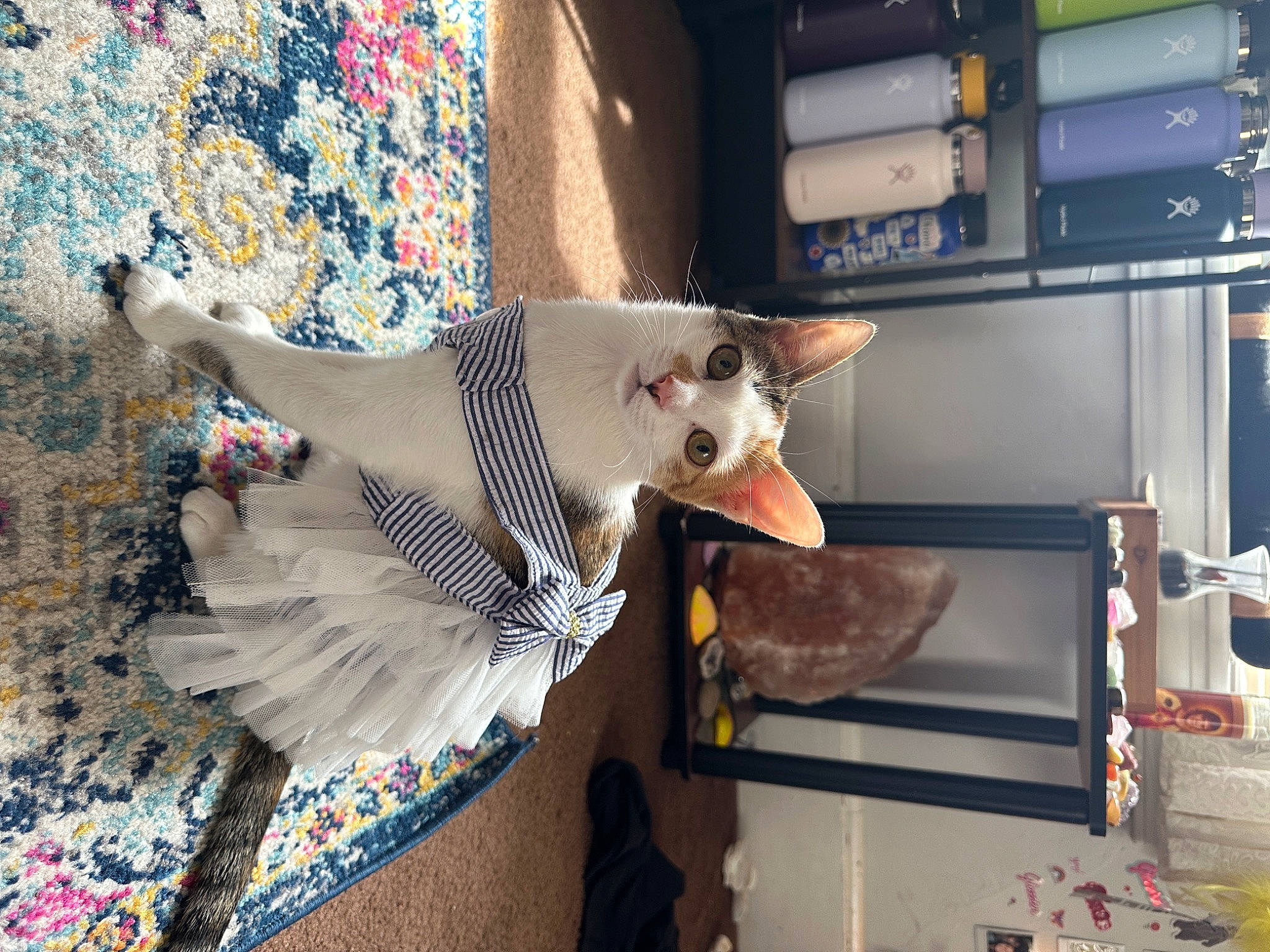 Misty joined the competition — help win amazing prizes! art, cabinetry, cockatoo, feather, felidae, fur, pattern, refrigerator, room, sculpture, shelf, shelving, small_to_medium_sized_cats, tail, visual_arts, wing, wood