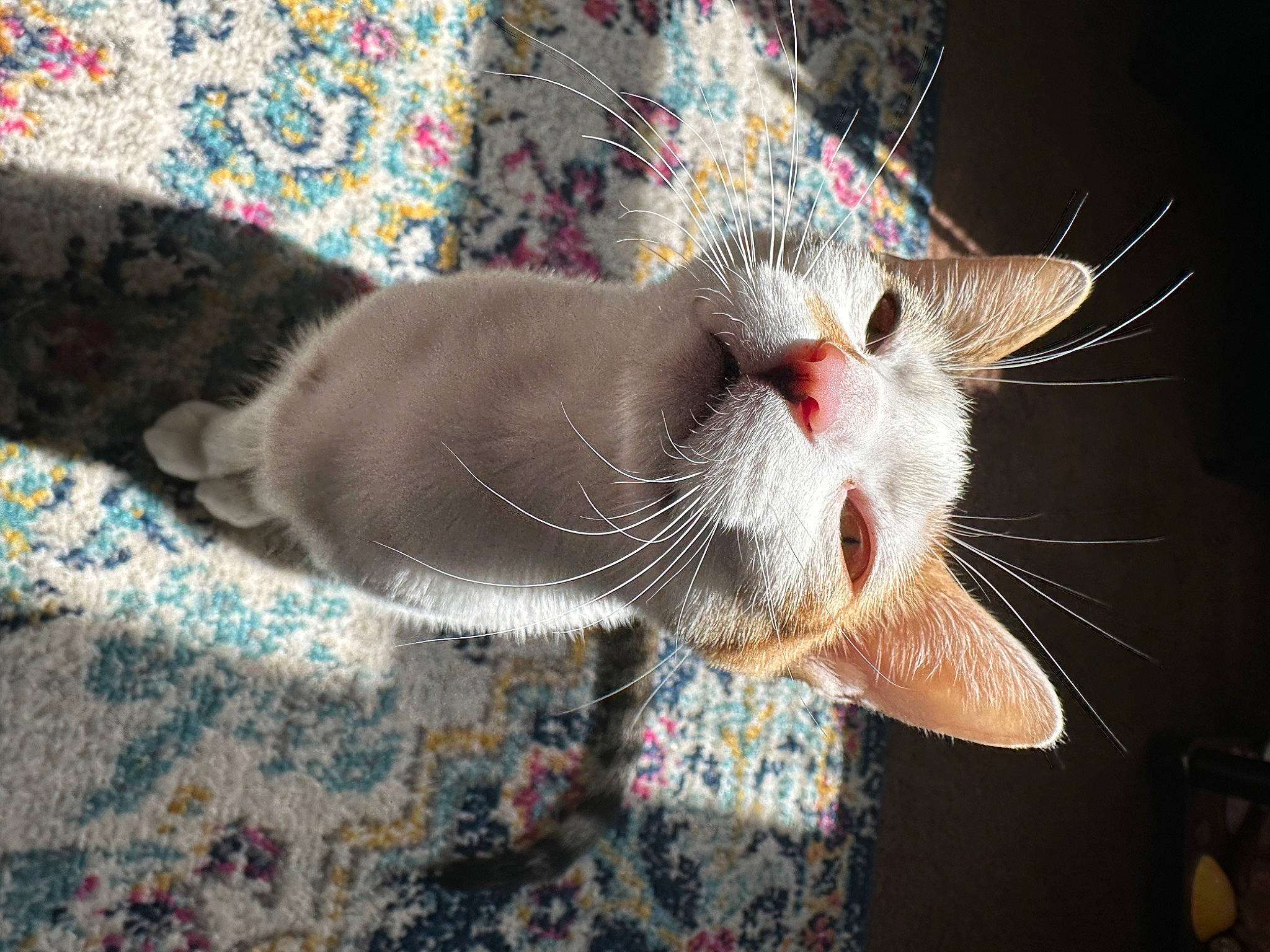 Misty is registered to the contest to win money with this photo: carnivore, cat, claw, comfort, domestic_short_haired_cat, fawn, felidae, fur, paw, siamese, small_to_medium_sized_cats, snout, tail, whiskers