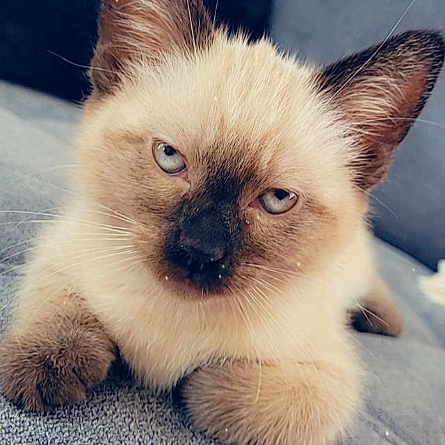 Baïa