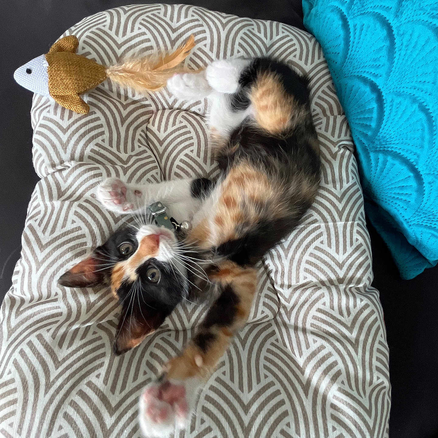 Kikiwi participe au concours pour gagner de l'argent avec cette photo : animal, blanket, canine, cat, cushion, dog, dogbed, furniture, homedecor, kitten, manx, person, pet, pillow, sleeping