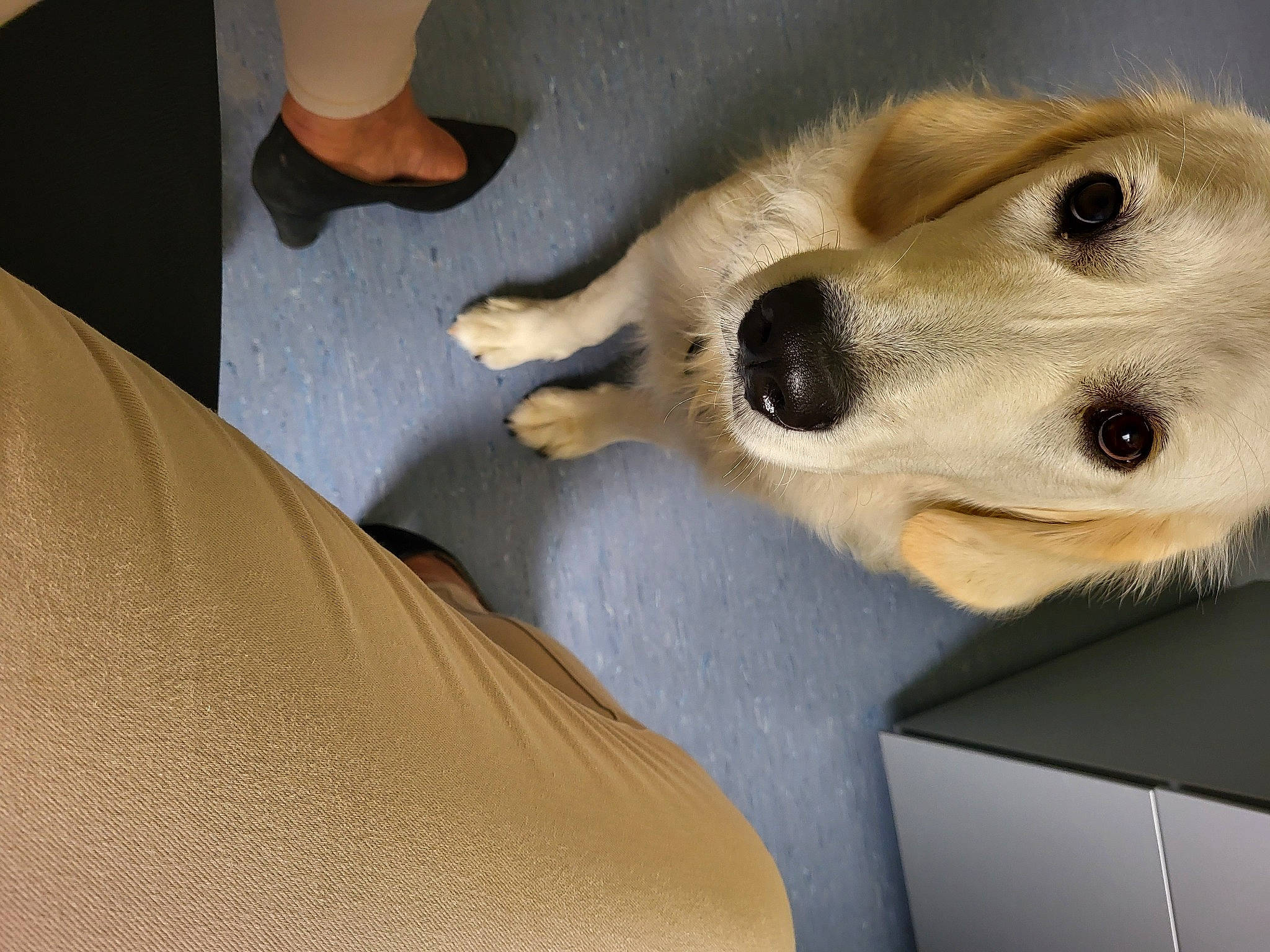 Scott participe au concours pour gagner de l'argent avec cette photo : canidae, carnivore, comfort, companion_dog, dog, dog_breed, fawn, flooring, foot, fur, human_leg, paw, retriever, snout, sporting_group, street_dog, whiskers, working_animal