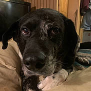 Max joined the competition — help win amazing prizes! dog, close_up, indoor, cushion, brown, black, white, pet, animal, resting, face, paw, wooden_furniture, blanket, cozy, home, looking, fur, mammal, relaxing