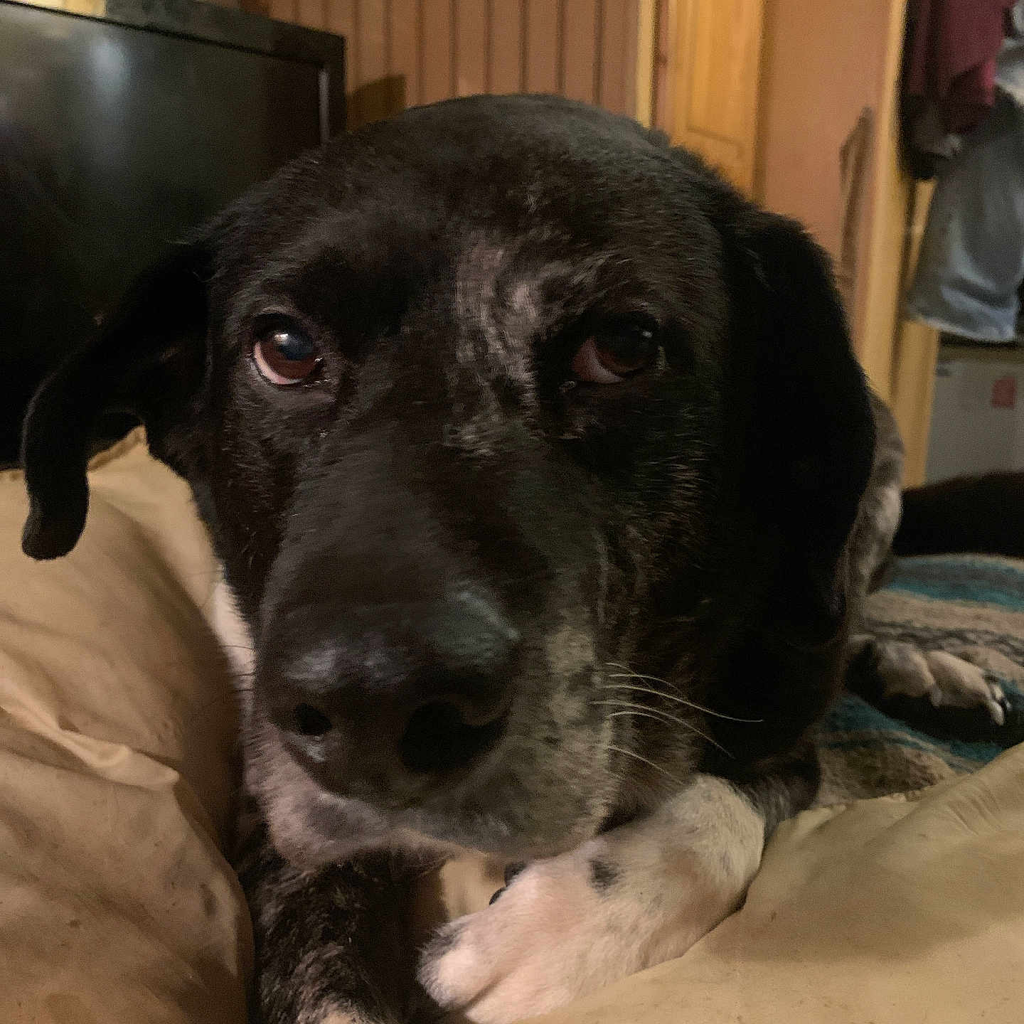Max joined the competition — help win amazing prizes! animal, black, blanket, brown, close_up, cozy, cushion, dog, face, fur, home, indoor, looking, mammal, paw, pet, relaxing, resting, white, wooden_furniture