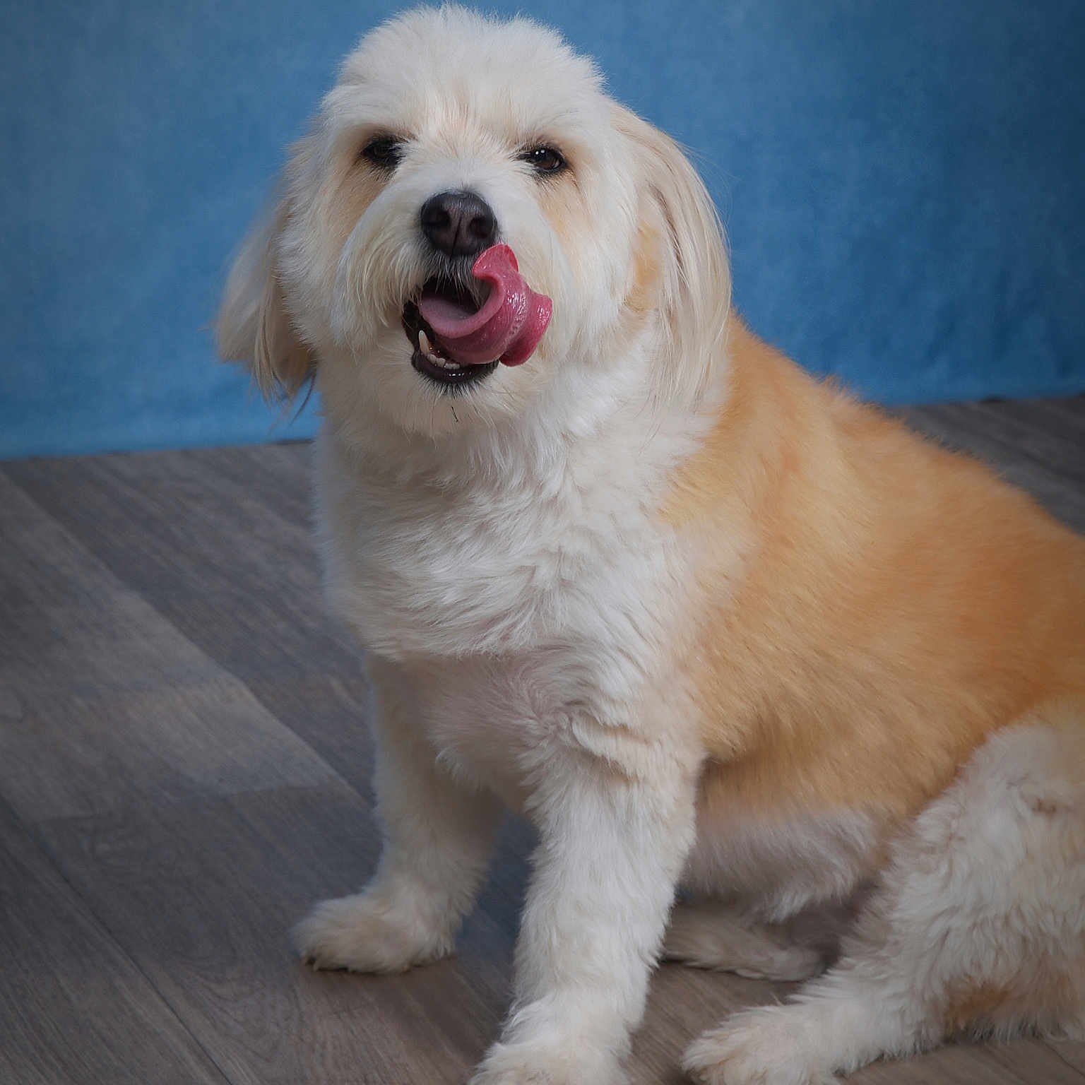 Carly is registered to the contest to win money with this photo: dog, fluffy, tongue_out, licking, sitting, indoor, wooden_floor, blue_background, pet, cute, animal, fur, mammal, companion, friendly, adorable, portrait, canine, domestic_animal, playful