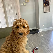 Molly is registered to the contest to win money with this photo: animal, calendar, clock, couch, cute, dog, dog_bed, door, floor, fur, golden_doodle, home, indoor, living_room, pet, puppy, sitting, toy, wall, window_light