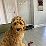animal, calendar, clock, couch, cute, dog, dog_bed, door, floor, fur, golden_doodle, home, indoor, living_room, pet, puppy, sitting, toy, wall, window_light