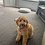 Molly joined the competition — help win amazing prizes! blanket, carpet, collar, couch, cute, dog, door, floor, fur, furniture, golden_doodle, indoor, living_room, pet, pet_bed, pink_collar, puppy, radiator, tablet, window