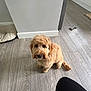 Molly is registered to the contest to win money with this photo: animal, canine, carpet, companion, cozy, curly_fur, cute, dog, domestic, flooring, friendly, furry, home, indoor, looking_up, pet, quiet, small_dog, toy, wooden_floor