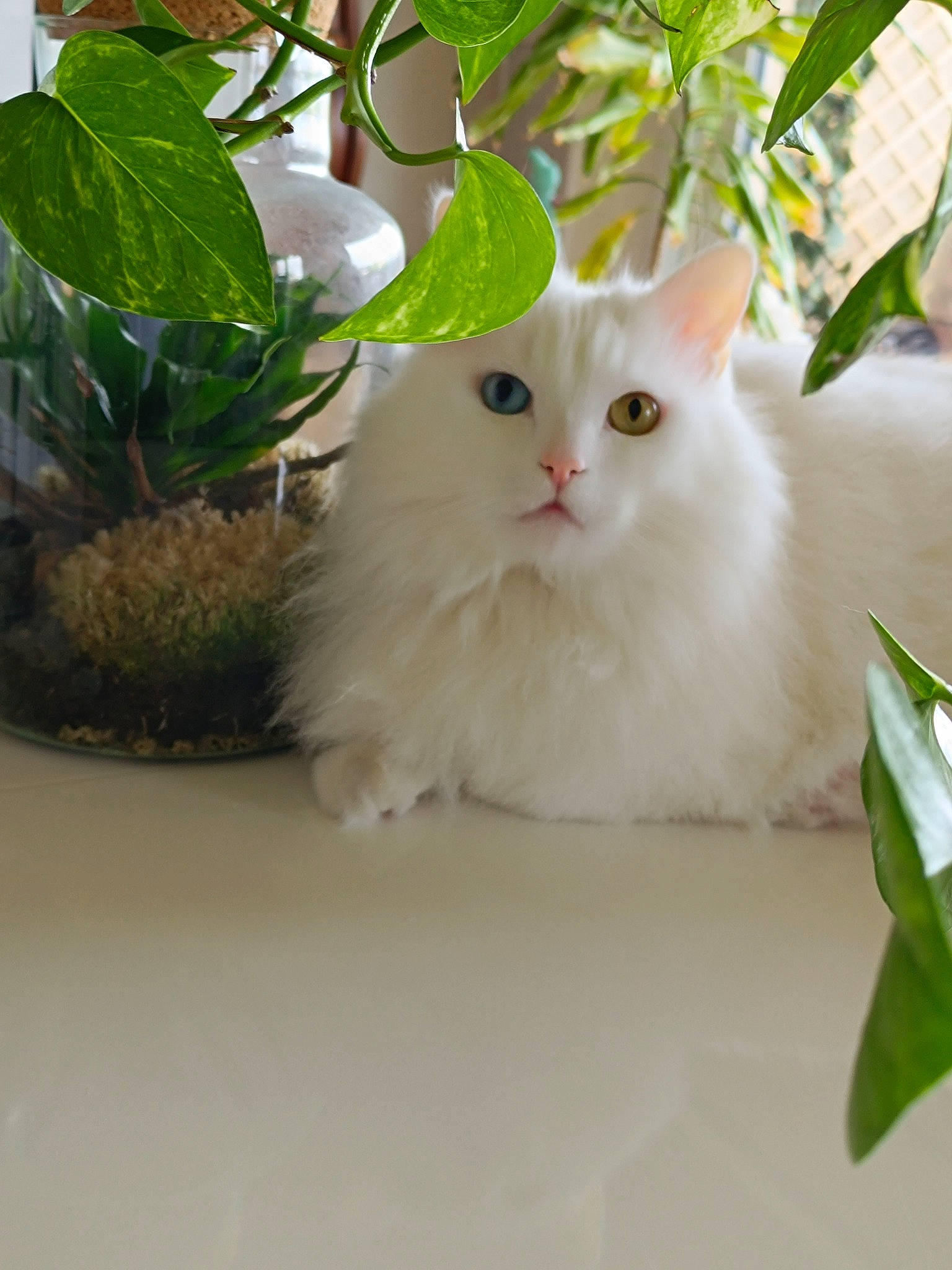 Dali a rejoint le concours — aidez-le/la à gagner de superbes lots ! carnivore, cat, fawn, felidae, flowerpot, fur, grass, herb, houseplant, plant, small_to_medium_sized_cats, snout, terrestrial_animal, whiskers