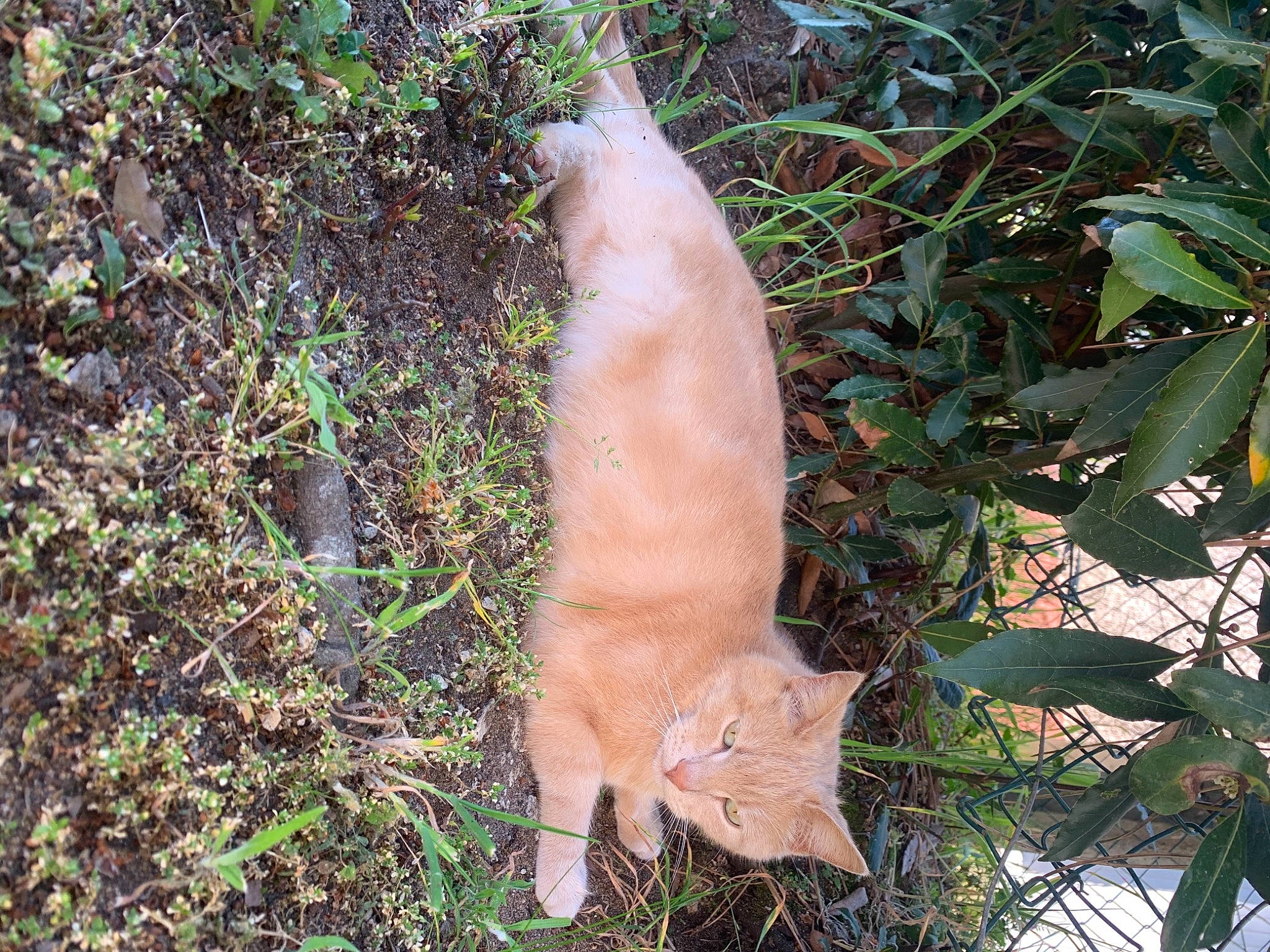 Capuccino participe au concours pour gagner de l'argent avec cette photo : carnivore, cat, dog_breed, domestic_short_haired_cat, fawn, felidae, fur, grass, plant, small_to_medium_sized_cats, snout, soil, spitz, sporting_group, tail, terrestrial_animal, tree, trunk, whiskers, wood