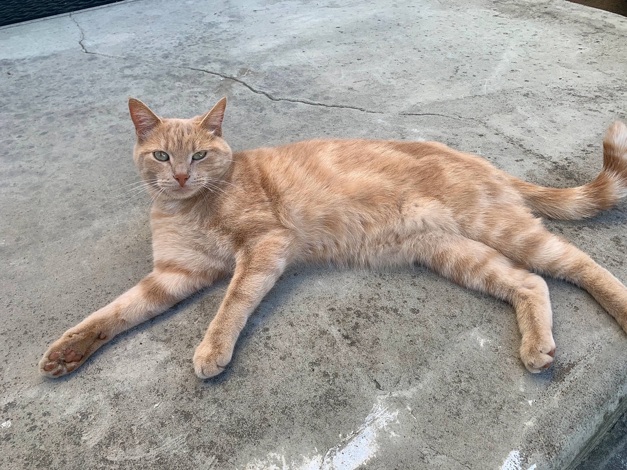 Capuccino a rejoint le concours — aidez-le/la à gagner de superbes lots ! carnivore, cat, claw, domestic_short_haired_cat, eye, fawn, felidae, foot, fur, human_leg, paw, road_surface, sitting, small_to_medium_sized_cats, snout, tail, terrestrial_animal, whiskers, wildlife, wood