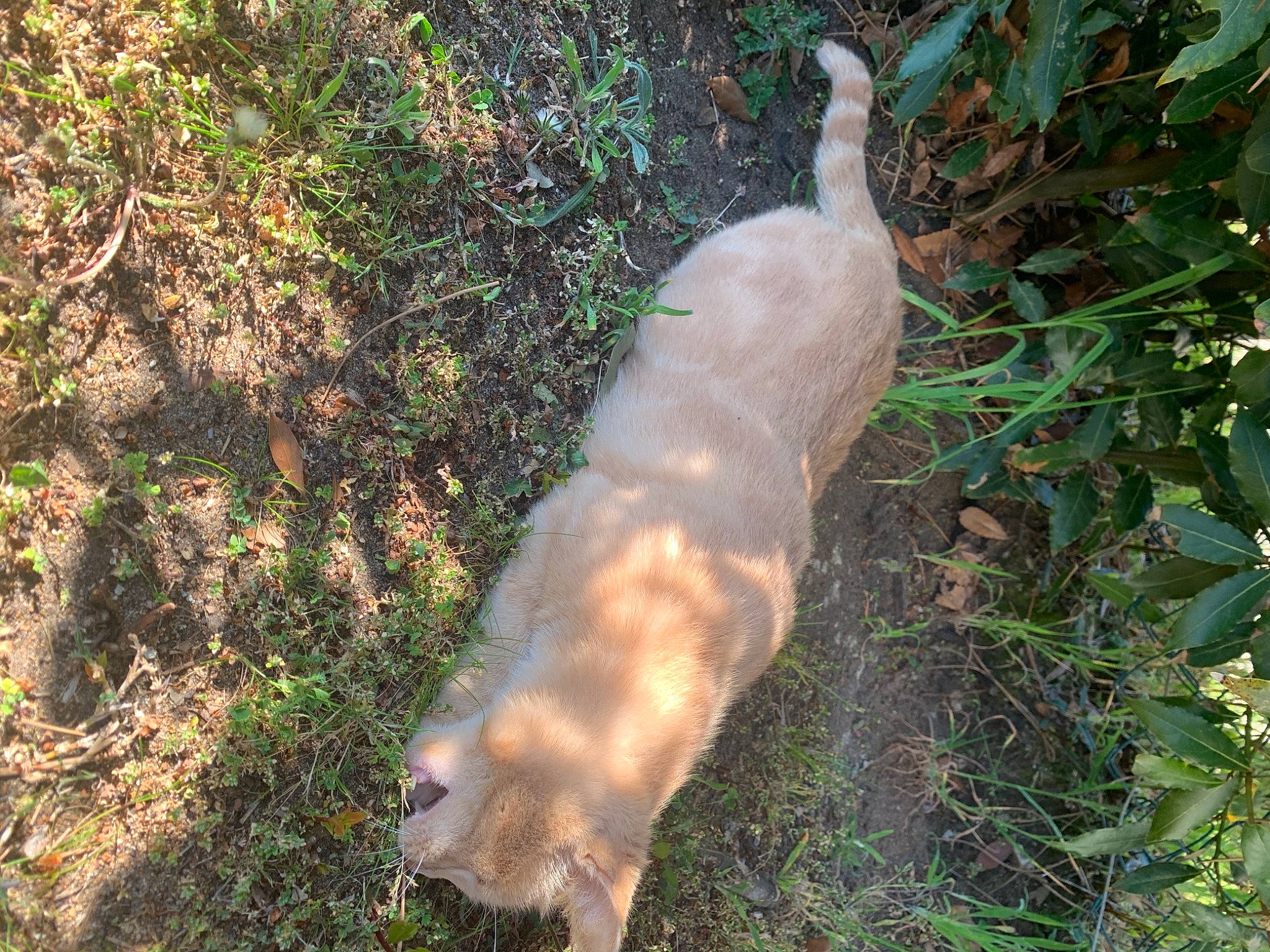 Capuccino participe au concours pour gagner de l'argent avec cette photo : _geese_and_swans, canidae, carnivore, companion_dog, dog, dog_breed, ducks, fawn, felidae, forest, grass, plant, seabird, snout, soil, sporting_group, tail, terrestrial_animal, tree, trunk