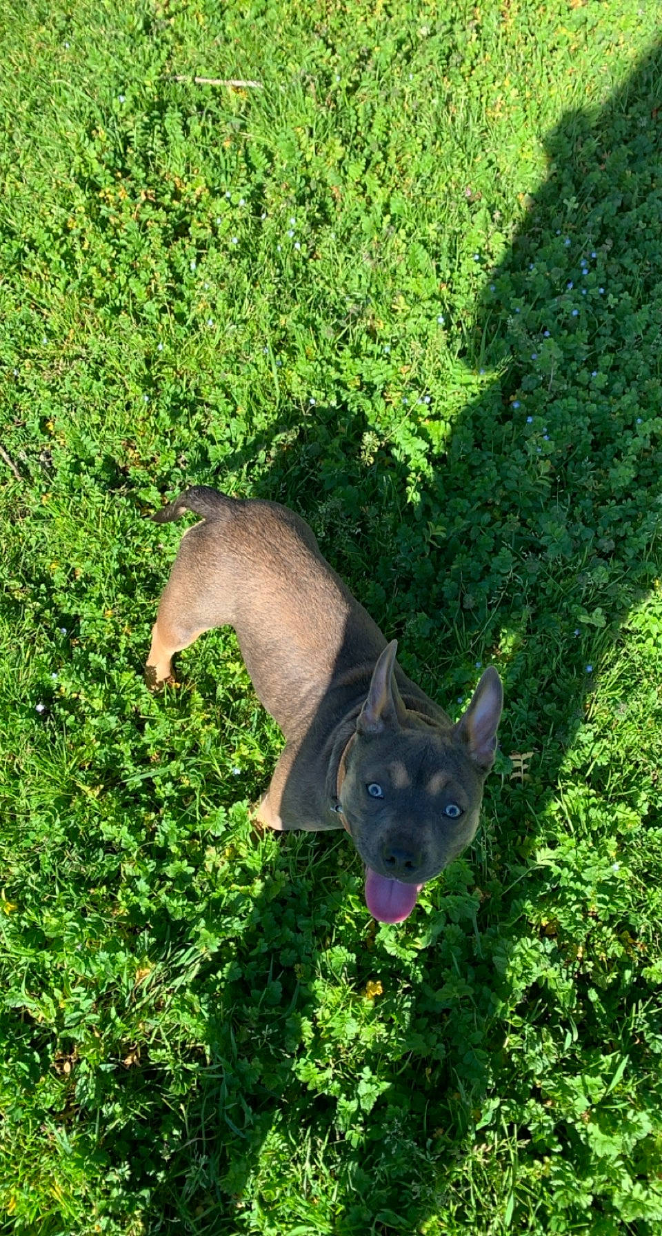 Athena a rejoint le concours — aidez-le/la à gagner de superbes lots ! canidae, carnivore, dog, dog_breed, electric_blue, fawn, grass, grassland, green, groundcover, liver, plant, shrub, snout, sporting_group, tail, terrestrial_animal, terrestrial_plant, tree, working_animal