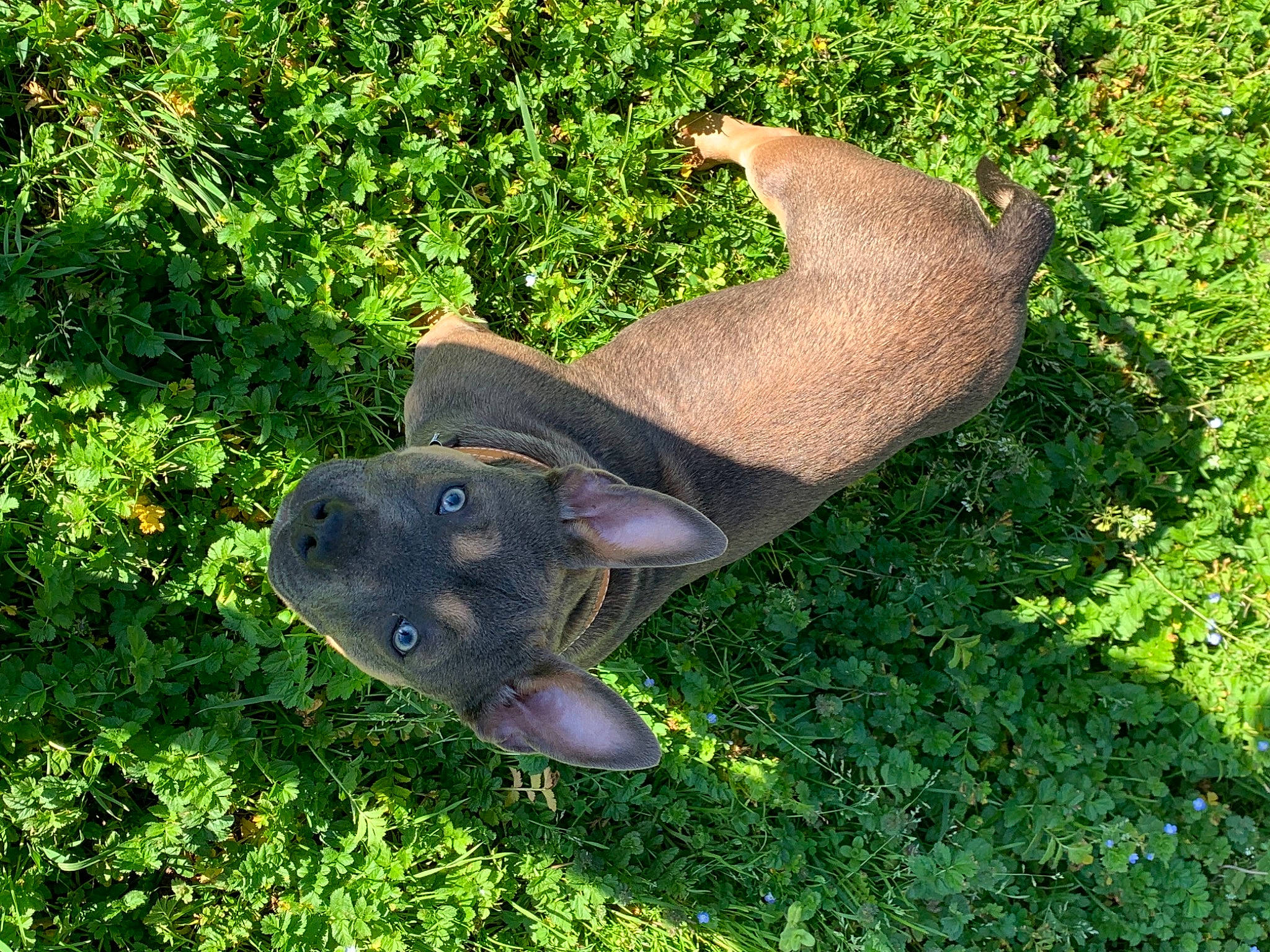 Athena a rejoint le concours — aidez-le/la à gagner de superbes lots ! bat, bicycle_saddle, cartilaginous_fish, edible_mushroom, fashion_accessory, fish, glove, grass, groundcover, hat, helmet, lawn_ornament, metal, personal_protective_equipment, plant, sculpture, tail, toy, wood, working_animal