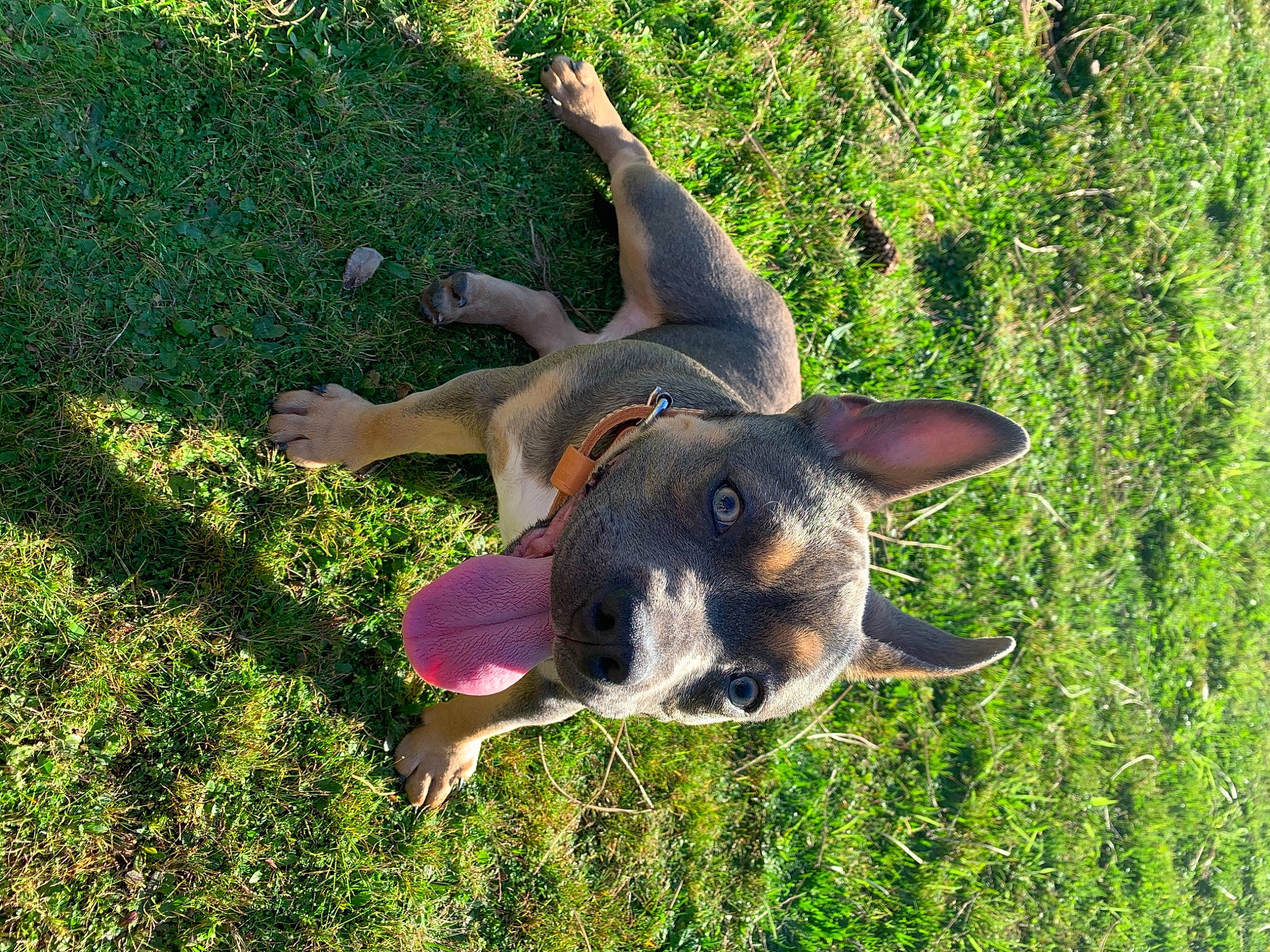 Athena a rejoint le concours — aidez-le/la à gagner de superbes lots ! canidae, carnivore, companion_dog, dog, dog_breed, fawn, german_shepherd_dog, grass, grassland, groundcover, guard_dog, hunting_dog, plant, snout, sporting_group, terrestrial_animal, working_animal, working_dog