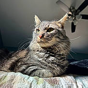 Atlas is registered to the contest to win money with this photo: cat, tabby, feline, whiskers, bed, quilt, indoor, pet, animal, resting, fur, ears, eyes, ceiling_fan, soft_light, close_up, portrait, relaxed, domestic_cat, home