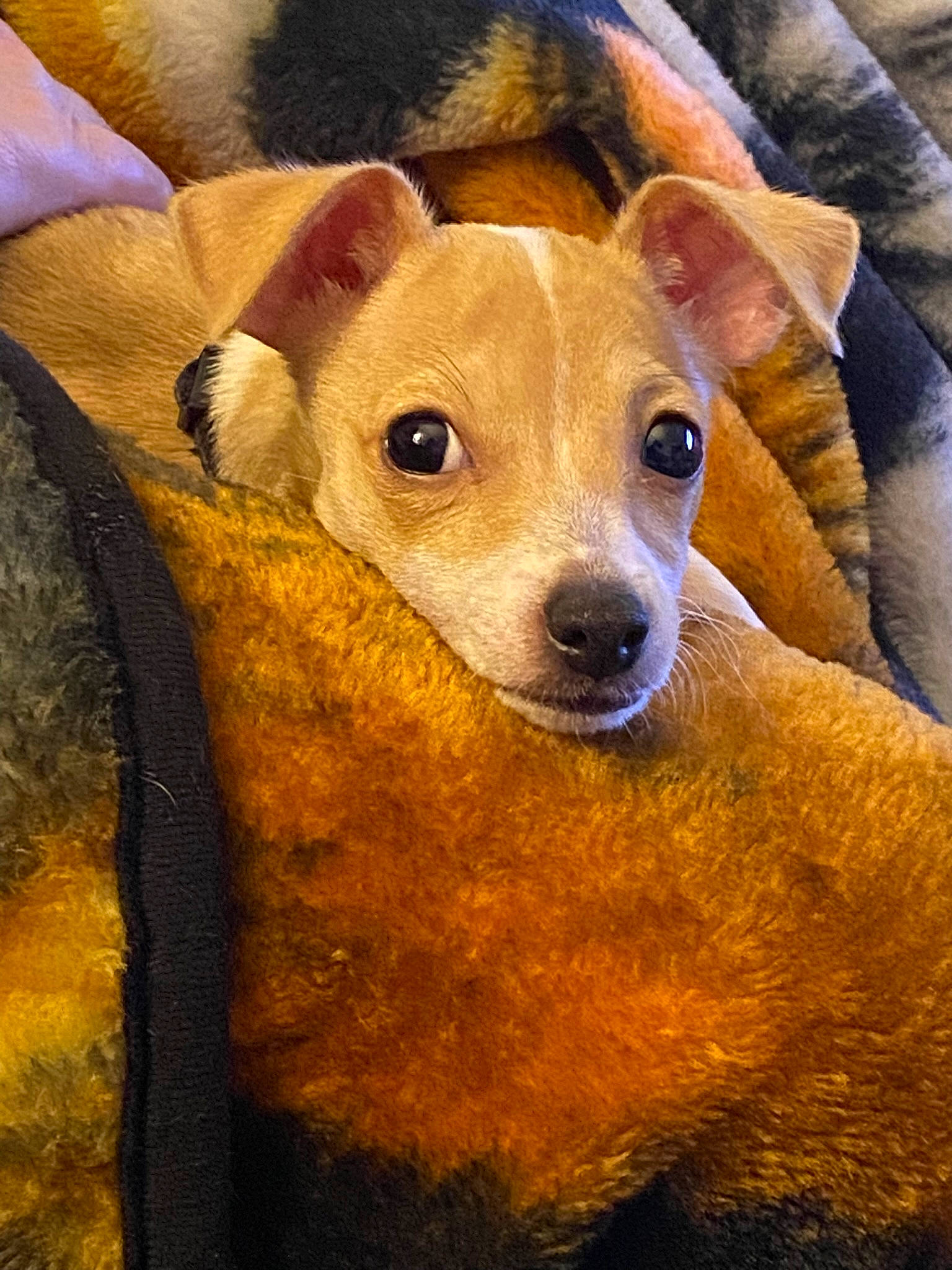 Rascal is registered to the contest to win money with this photo: ancient_dog_breeds, canidae, carnivore, collar, companion_dog, dog, dog_breed, dog_supply, ear, fawn, fur, non_sporting_group, puppy, snout, sporting_group, terrestrial_animal, toy_dog, whiskers, working_animal