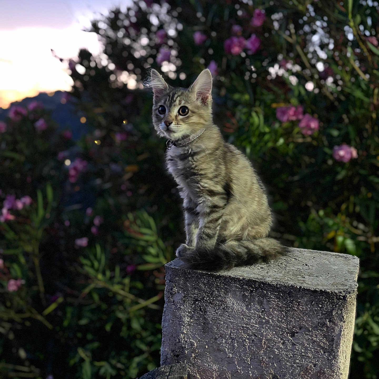 Victoire a rejoint le concours — aidez-le/la à gagner de superbes lots ! abyssinian, angora, animal, cat, flower, geranium, grass, ivy, kitten, manx, pet, plant, purple, siamese, slate, tree, wood
