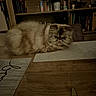 cat, persian_cat, fluffy, long_hair, cream_colored, brown, flat_face, whiskers, mustache, sleepy, grumpy, lying_down, indoor, home, table, bookshelf, books, furniture, cozy, portrait