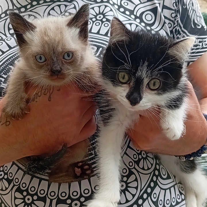 Willow Et Zazie