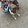 man, dog, glasses, crouching, gravel, leash, harness, car, tire, outdoor, casual_clothing, shorts, sandals, smiling, pet, playful, brown_and_white, motion_blur, happy, daytime