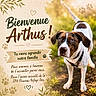 Arthus participe au concours pour gagner de l'argent avec cette photo : dog, animal, pet, outdoor, sunlight, grass, collar, brown, white, paw_print, text_overlay, welcome_message, leaf, nature, adoption, announcement, happy, alert, closeup, portrait