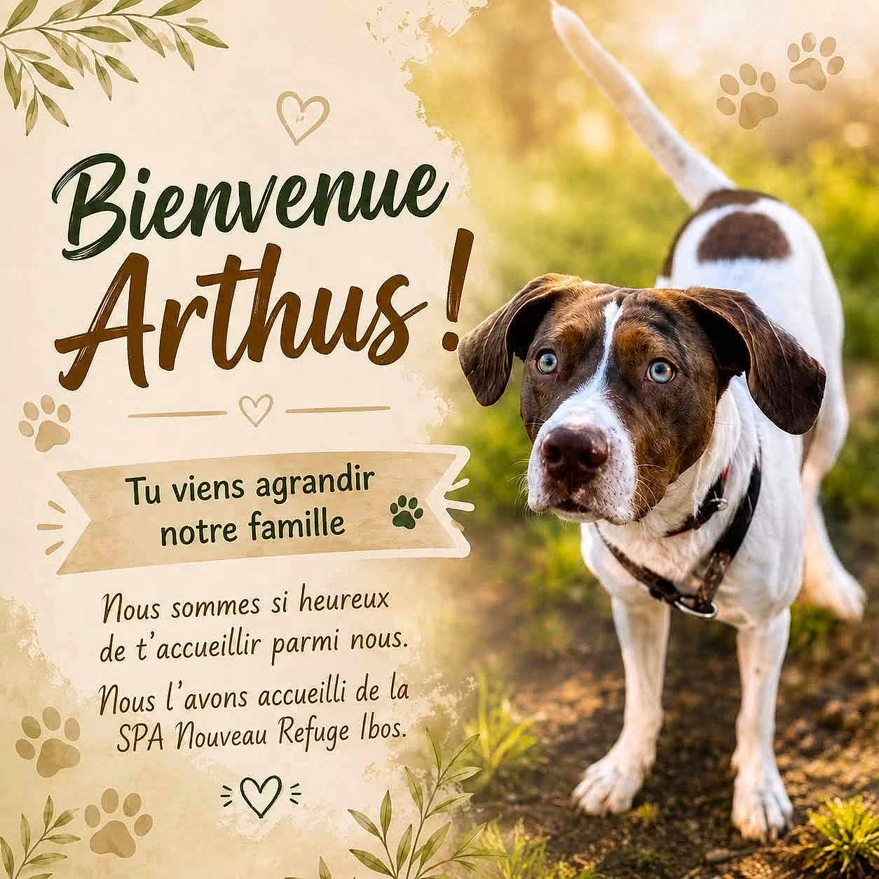 Arthus participe au concours pour gagner de l'argent avec cette photo : dog, animal, pet, outdoor, sunlight, grass, collar, brown, white, paw_print, text_overlay, welcome_message, leaf, nature, adoption, announcement, happy, alert, closeup, portrait