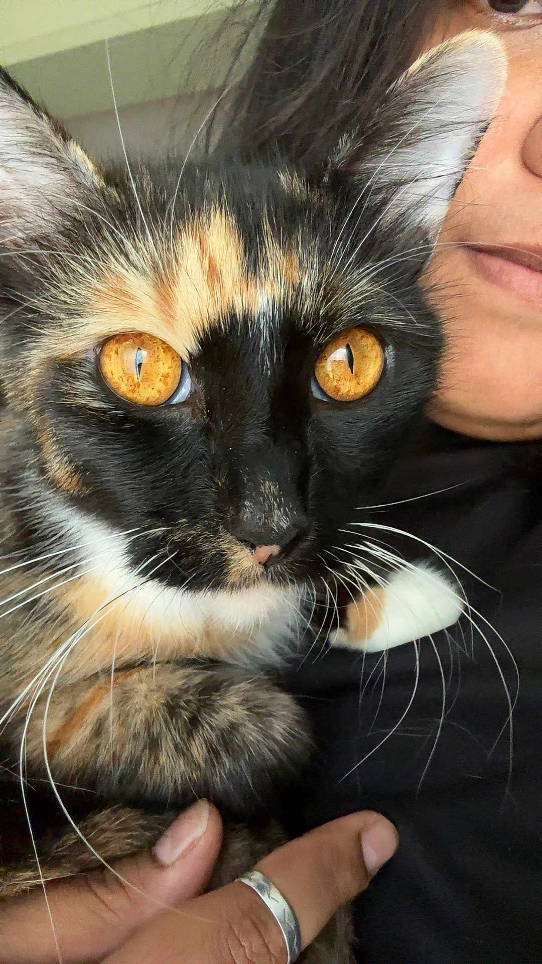 Nami joined the competition — help win amazing prizes! affection, animal, cat, close_contact, close_up, cute, domestic_animal, eyes, face, feline, fur, hand, holding, indoor, person, pet, portrait, ring, tortoiseshell, whiskers