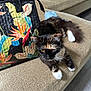 Nami joined the competition — help win amazing prizes! amber_eyes, animal, beige, cat, close_up, couch, cozy, curious, feline, floral_bag, fur, home, indoor, pet, relaxed, sitting, tail, tortoiseshell, whiskers, white_paws