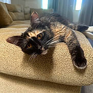 Nami joined the competition — help win amazing prizes! animal, cat, closeup, couch, cozy, curtains, feline, fur, golden_eyes, home, indoor, laying_down, living_room, pet, relaxing, sunlight, texture, tortoiseshell_cat, whiskers, window