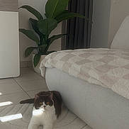 Andy a rejoint le concours — aidez-le/la à gagner de superbes lots ! cat, black_and_white, pet, indoor, living_room, sofa, blanket, rug, plant, tile_floor, natural_light, cozy, relaxed, furniture, home_decor, window_light, quiet, comfortable, domestic, resting