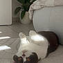 Andy participe au concours pour gagner de l'argent avec cette photo : cat, upside_down, indoor, sunlight, rug, plant, potted_plant, furniture, cozy, relaxed, pet, white, black, orange_eyes, floor, home, quiet, comfortable, resting, domestic