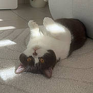 Andy participe au concours pour gagner de l'argent avec cette photo : animal, carpet, cat, cozy, cute, dark_fur, feline, floor, golden_eyes, home, indoor, lying_down, mammal, paw, pet, playful, relaxed, resting, sunlight, white_fur