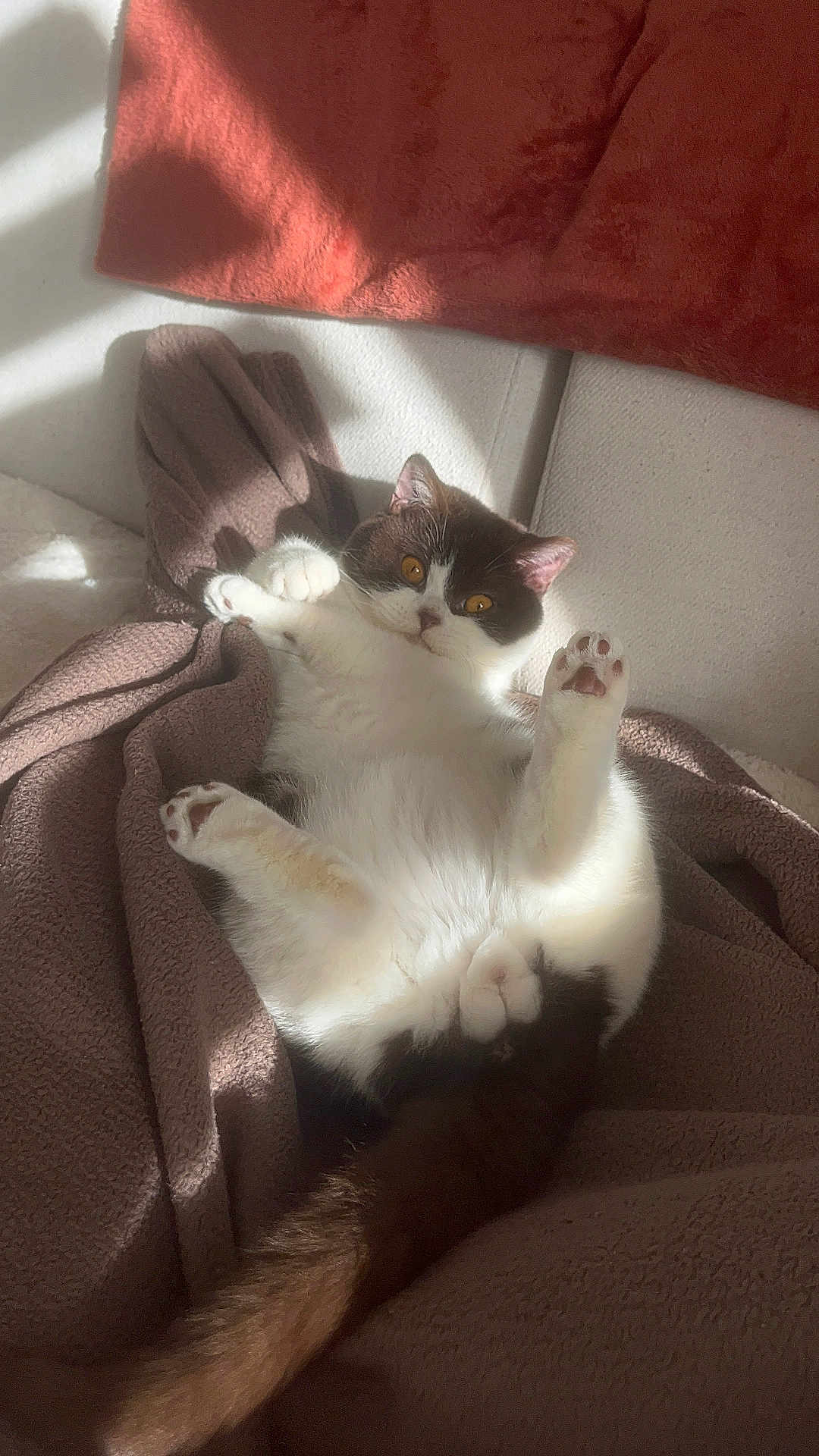 Andy participe au concours pour gagner de l'argent avec cette photo : cat, fluffy, white, brown, paws, tail, blanket, sunlight, cozy, relaxed, indoor, pet, fur, cute, resting, soft, comfort, animal, domestic, playful