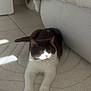 cat, indoor, rug, sunlight, black_and_white, fluffy, pet, relaxing, plant, blanket, cozy, floor, home, feline, animal, mammal, resting, cute, paws, whiskers