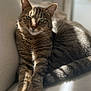 cat, tabby_cat, pet, animal, feline, indoor, couch, sunlight, relaxation, fur, whiskers, paw, striped, closeup, portrait, resting, cozy, domestic_animal, soft_light, calm