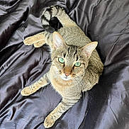 Gojo a rejoint le concours — aidez-le/la à gagner de superbes lots ! cat, tabby_cat, green_eyes, pet, animal, feline, bedspread, fabric, indoor, resting, looking_up, whiskers, ears, tail, fur, cute, domestic_animal, mammal, relaxed, closeup