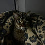 cat, tabby, blanket, leopard_print, cozy, indoor, pet, animal, fur, whiskers, ears, eyes, resting, bedroom, dark, shadow, comfort, cute, home, portrait