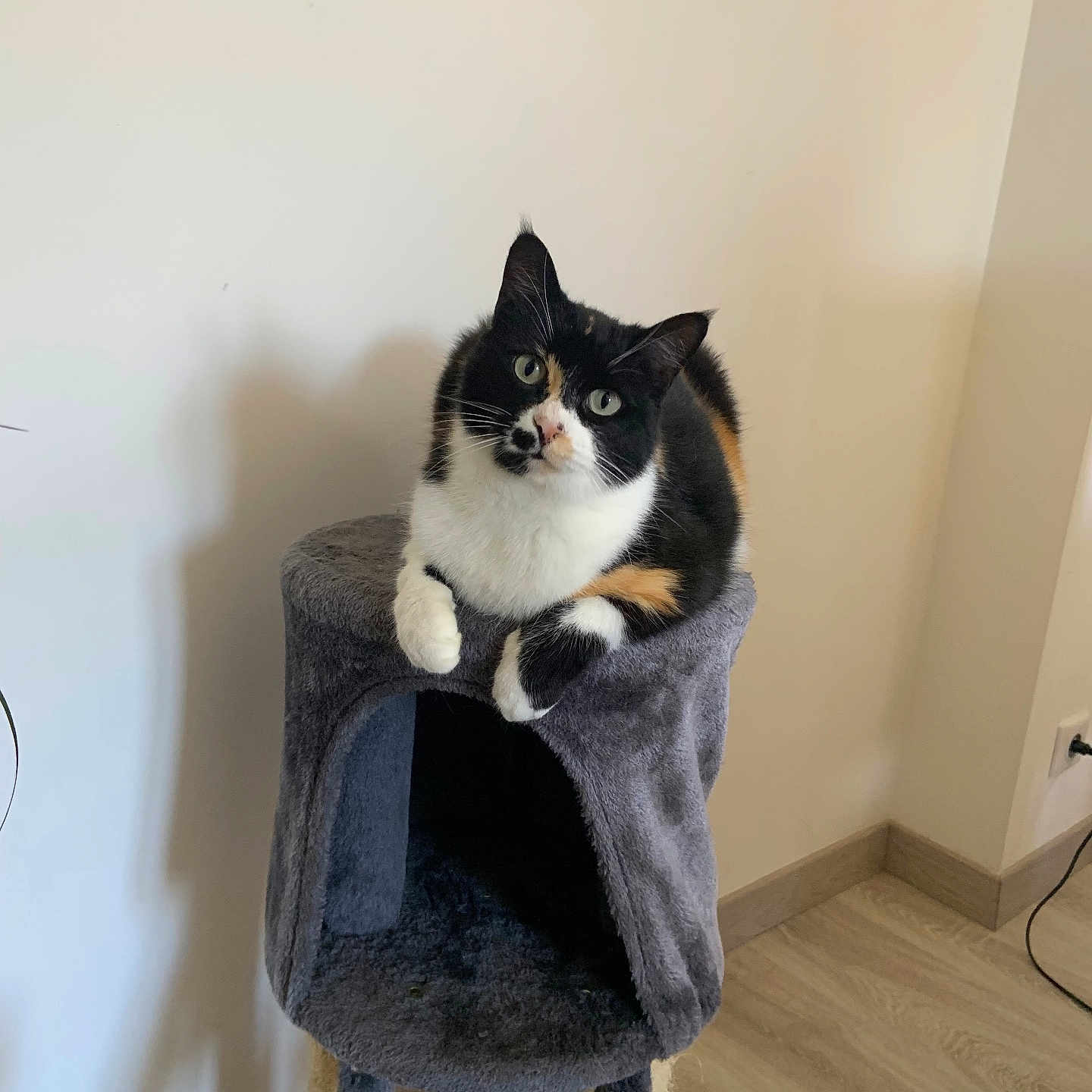 Mimi participe au concours pour gagner de l'argent avec cette photo : animal, armchair, blanket, canine, cat, chair, furniture, indoors, interiordesign, kitten, manx, pet