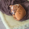 puppy, dog, brown_and_white, sleeping, curled_up, blanket, cushion, pet_bed, cozy, indoors, resting, cute, animal, short_hair, white_markings, brown_fur, portrait, relaxed, soft_furnishings, nap